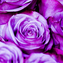 网站攻击工具手机版